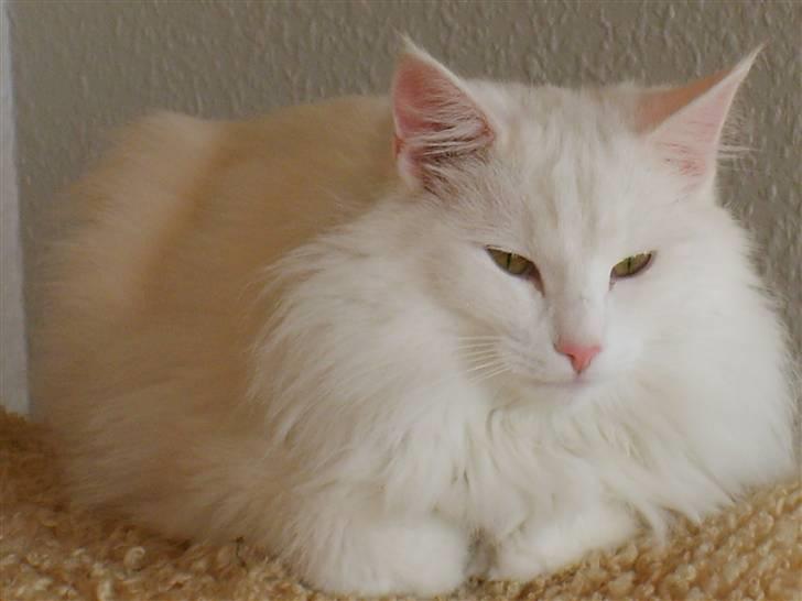 Norsk Skovkat Victor billede 15