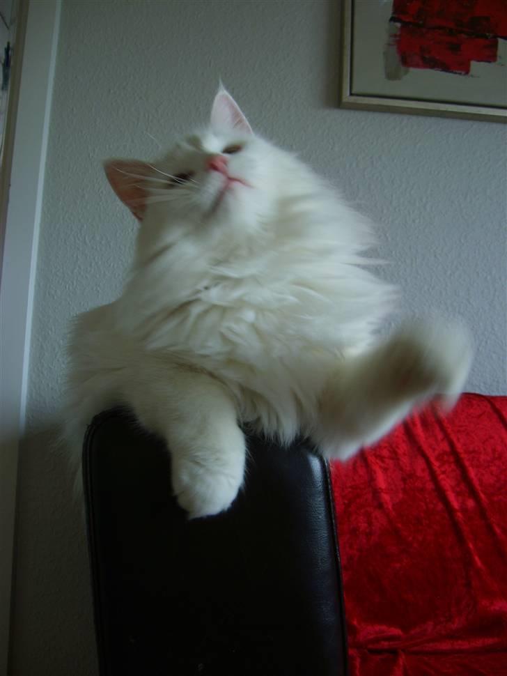 Norsk Skovkat Victor billede 16