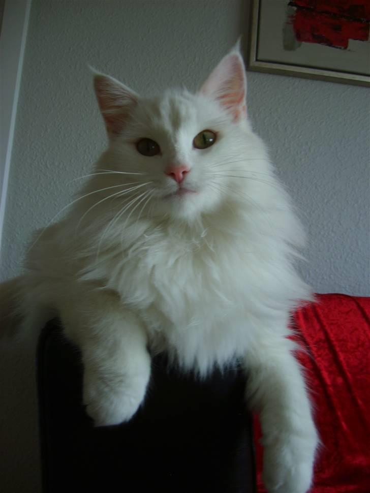 Norsk Skovkat Victor billede 17