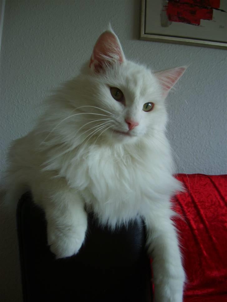 Norsk Skovkat Victor billede 18