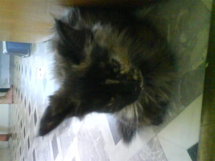 Maine Coon Sipsey billede 1