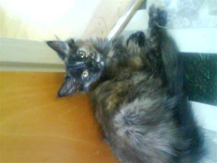 Maine Coon Sipsey billede 2