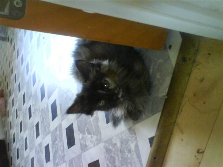 Maine Coon Sipsey billede 3