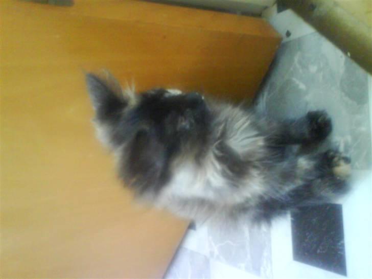 Maine Coon Sipsey billede 4