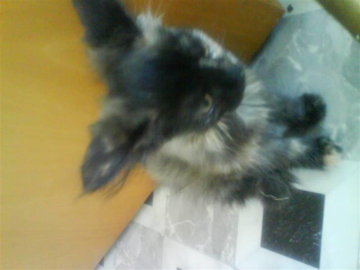 Maine Coon Sipsey billede 5