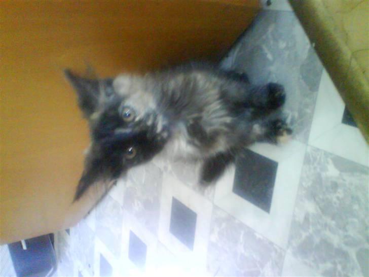 Maine Coon Sipsey billede 6