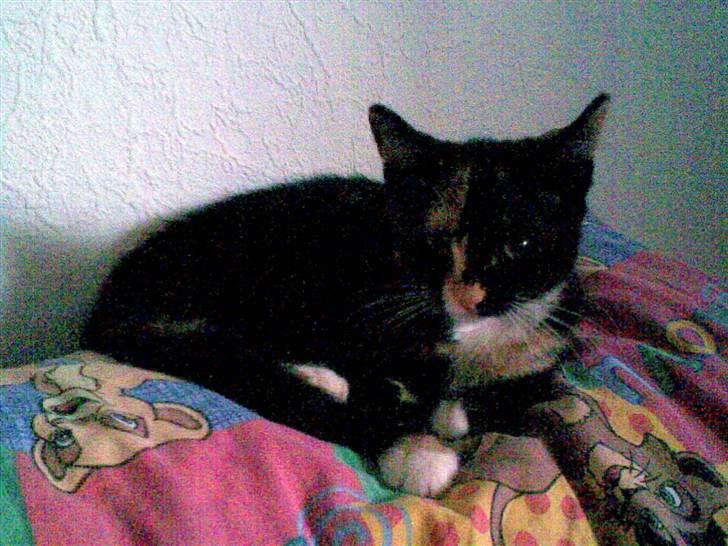 Huskat Belle - har leget med storebror lad mig sove ;) billede 8