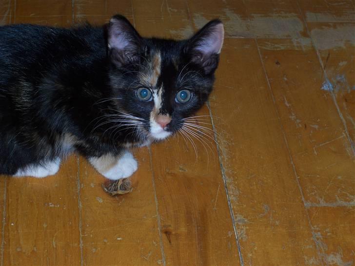 Huskat Belle - tager du billed :P billede 9