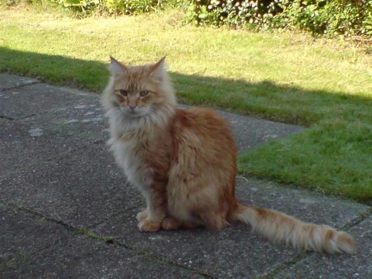 Maine Coon Victor - Hvor skal jrg nu rende hen???? billede 17