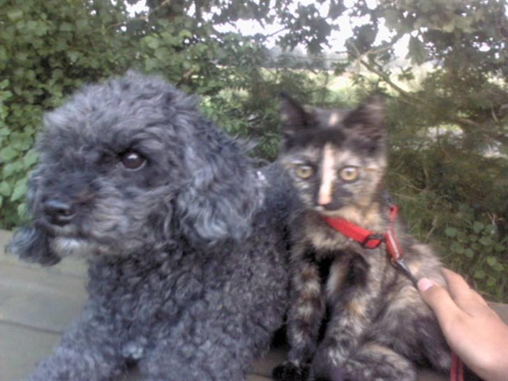 Huskat Naomi (solgt) - Bølle & Naomi :P billede 5