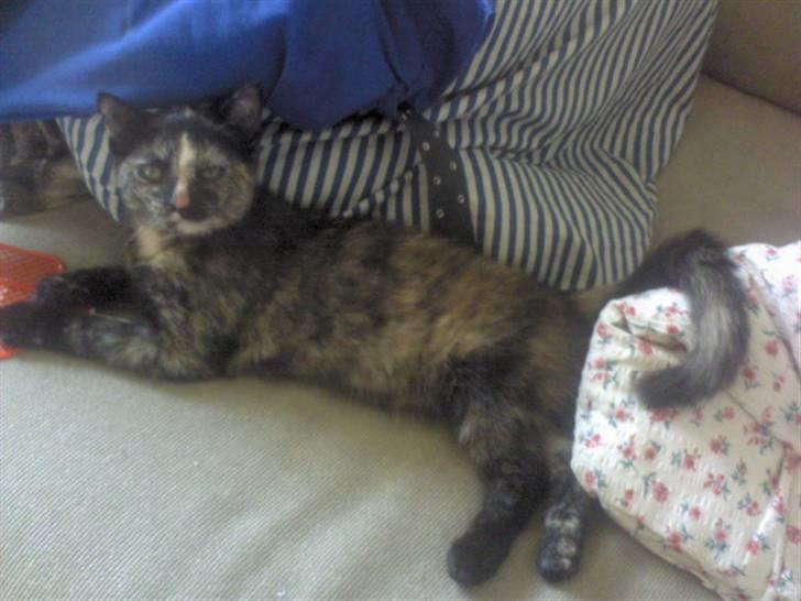 Huskat Naomi (solgt) - Grr´ jeg lækker ;b billede 6