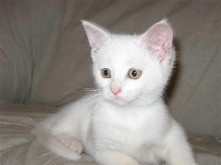 Huskat daisy billede 1