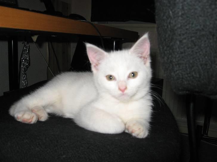 Huskat daisy billede 2