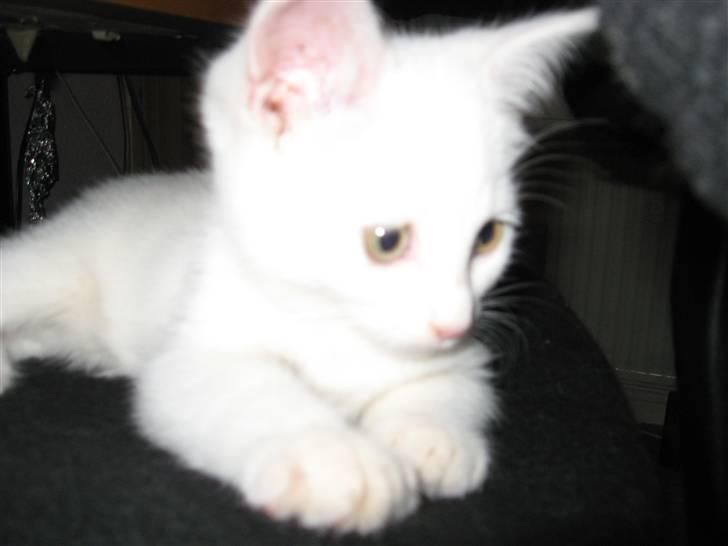 Huskat daisy billede 3