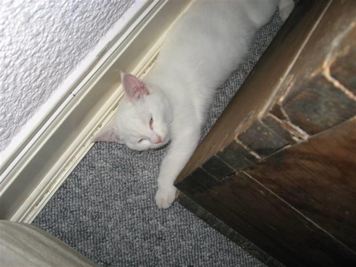 Huskat daisy billede 4