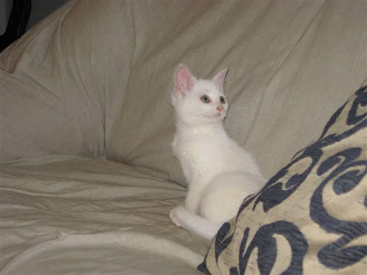 Huskat daisy billede 5