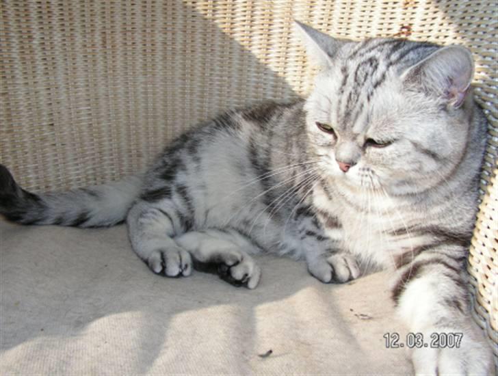 British Shorthair Pretty billede 1