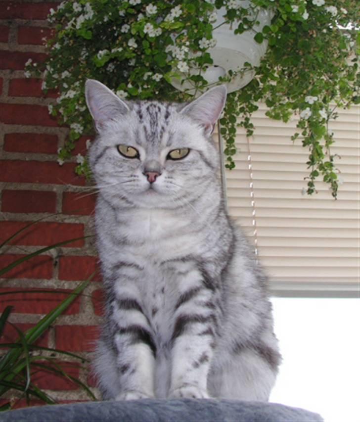 British Shorthair Pretty billede 2