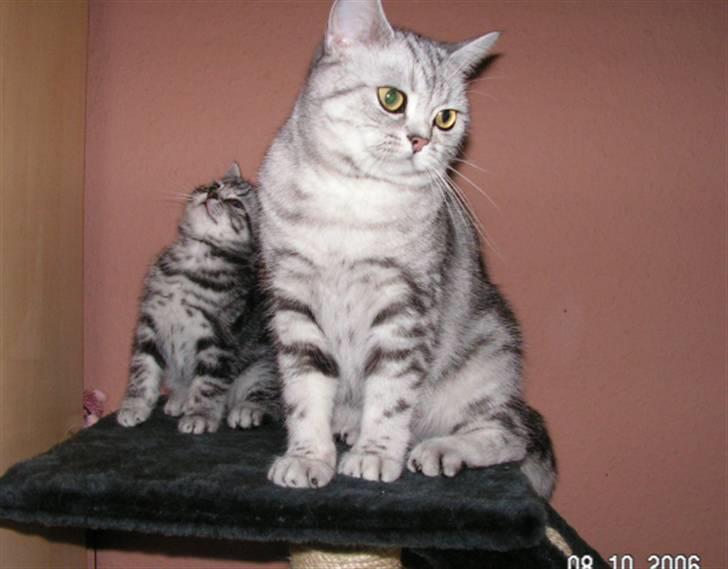 British Shorthair Pretty - Pretty med hendes datter Crazy billede 3