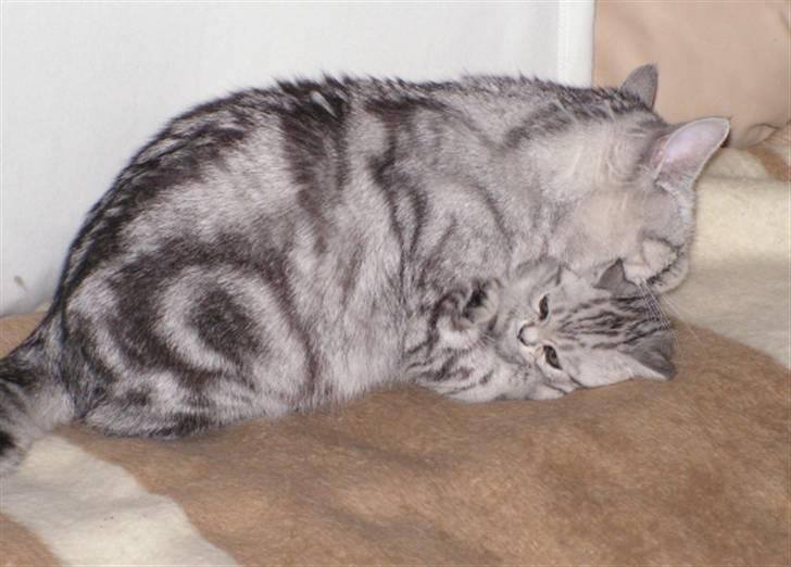 British Shorthair Pretty - Pretty opdrager lidt på Mozart billede 4