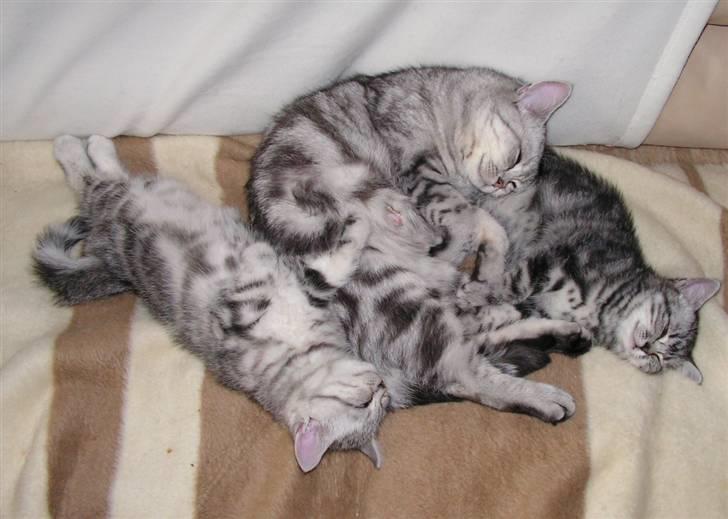 British Shorthair Pretty - Pretty med børn billede 5