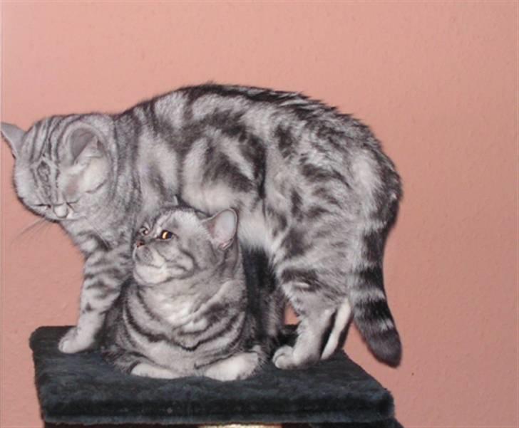 British Shorthair Gabby - Gabby og Pretty billede 2