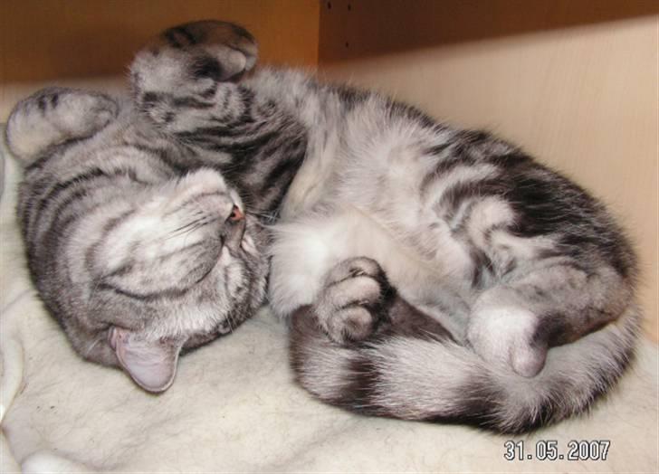 British Shorthair Gabby billede 4