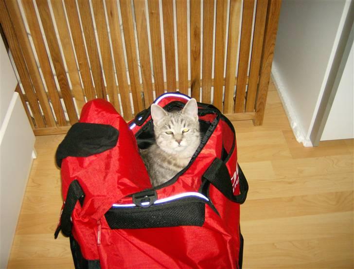 Huskat Mizzi - Nyt! Ligger lige i fars sportstaske. billede 2