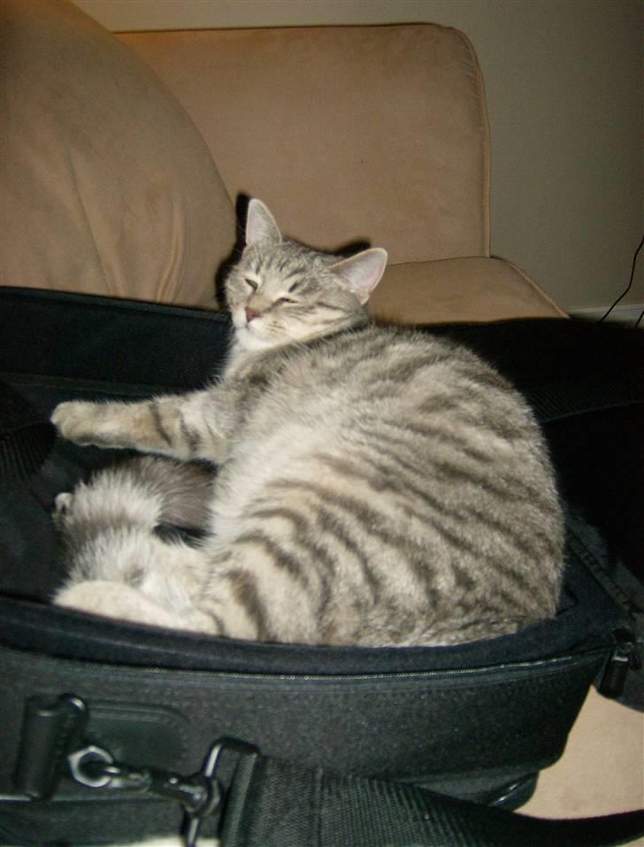 Huskat Mizzi - Nyt! Ligger i computertasken.. billede 3