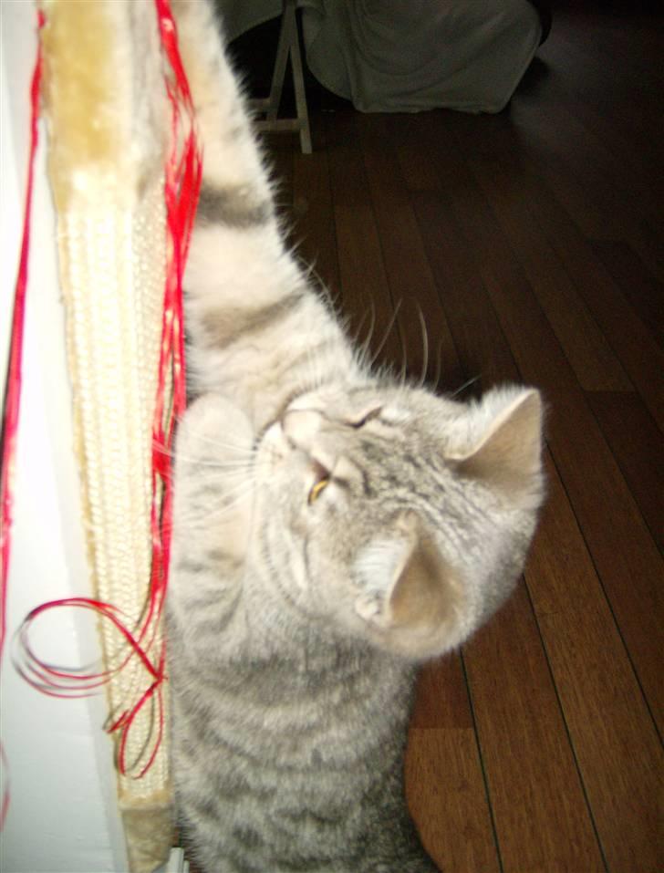 Huskat Mizzi - Er så glad for mit nye kradsebræt :o) billede 4