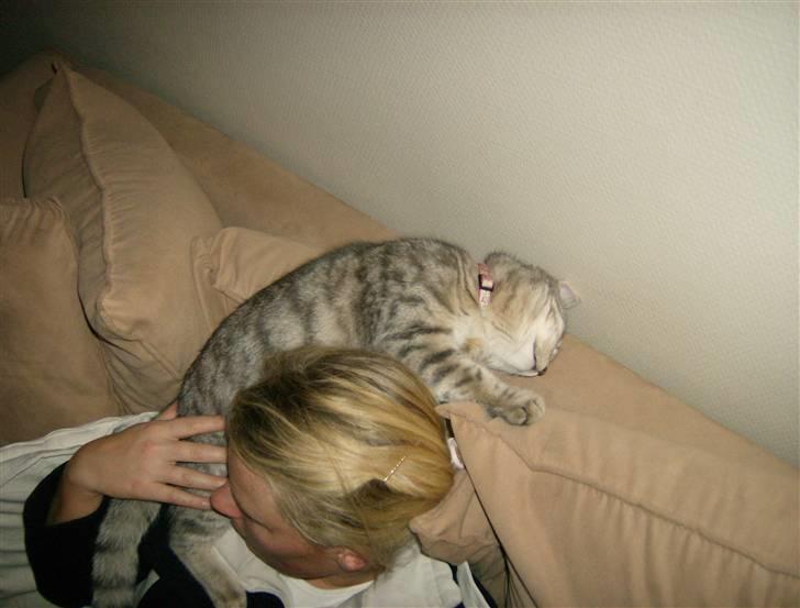 Huskat Mizzi - Nyt!  Elsker at putte på mors skulder :o) billede 5