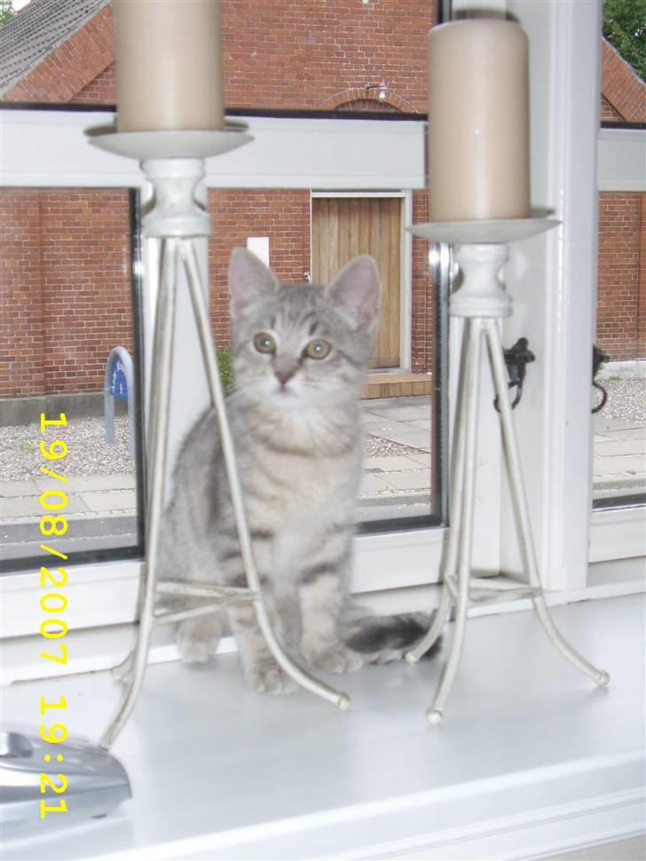 Huskat Mizzi - Statuen Mizzi.. billede 6