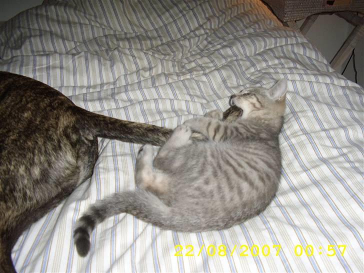 Huskat Mizzi - Såå nu bider jeg altså i din hale Loco.. billede 7