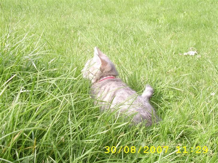 Huskat Mizzi - Udforsker haven.. billede 9