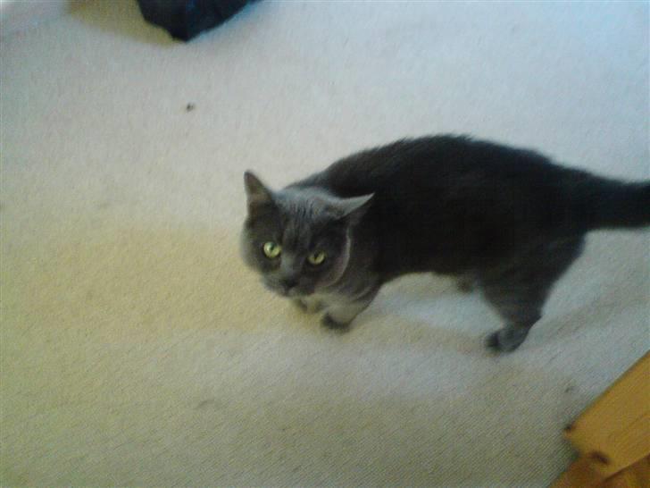 Blanding af racer Fie - Jeg er altså ille klar i nu !! (= billede 2