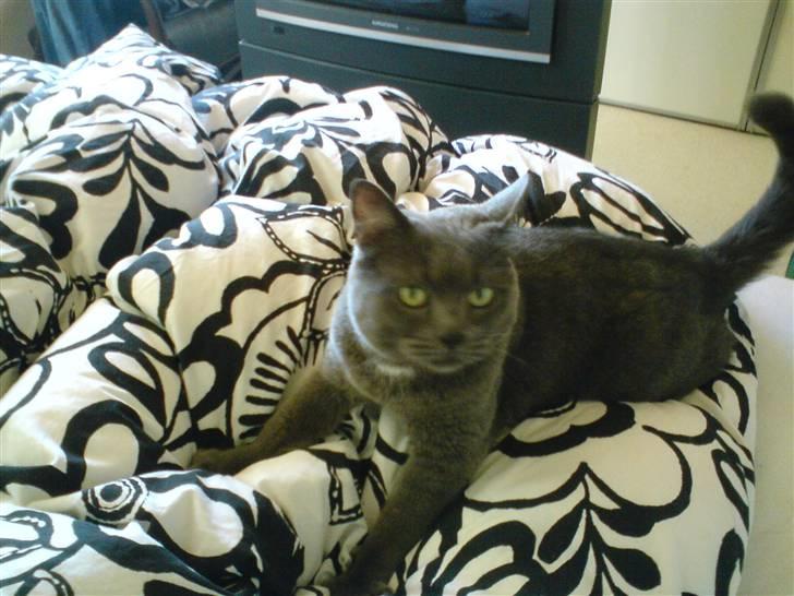 Blanding af racer Fie - Jeg ELSKER mor og fars bløde seng ;D billede 3