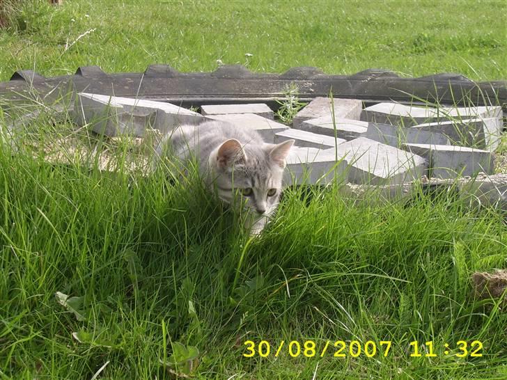 Huskat Mizzi - Gemmer mig lige. billede 10