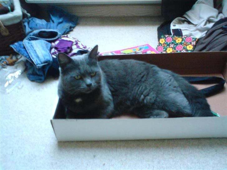 Blanding af racer Fie - Det her er så min ønglings kasse, tja nermest en kurv til mig [: billede 4