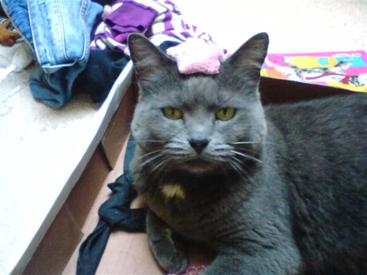 Blanding af racer Fie - Jeg er hvist lige lidt kongelig $=) billede 5