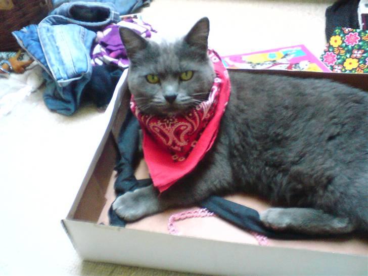 Blanding af racer Fie - Jeg er bare total sej med rødt tørklæde ! (; billede 6