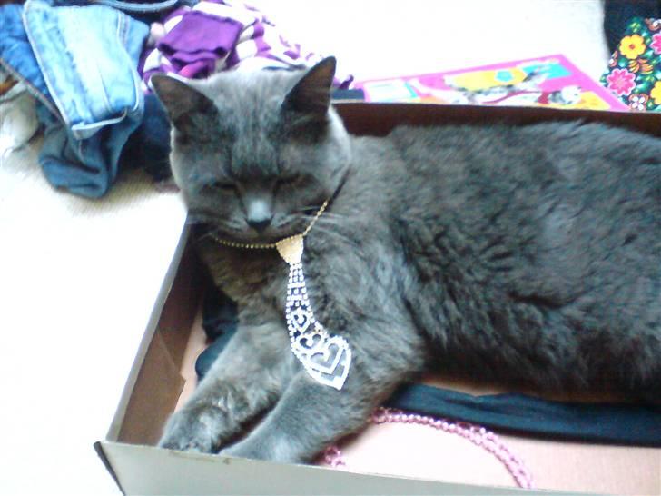 Blanding af racer Fie - Sølv slips har jeg da også ! <33 billede 7