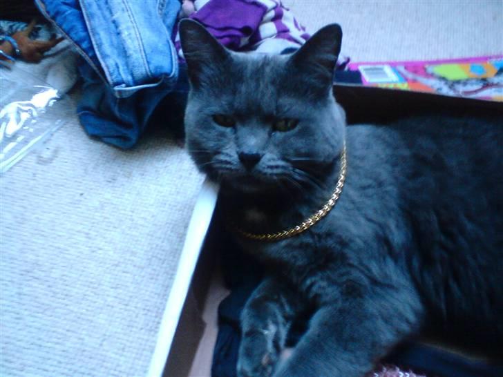 Blanding af racer Fie - OG, guld halskæde (: det kan ikke blive mere fornemt <3 :) billede 8