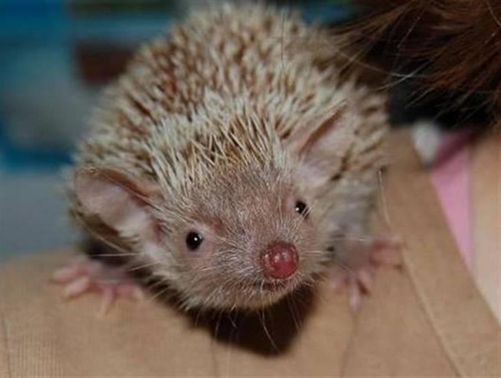 Maine Coon JOEY *død 29-07-2011* - Sonic, mit pindsvin billede 19