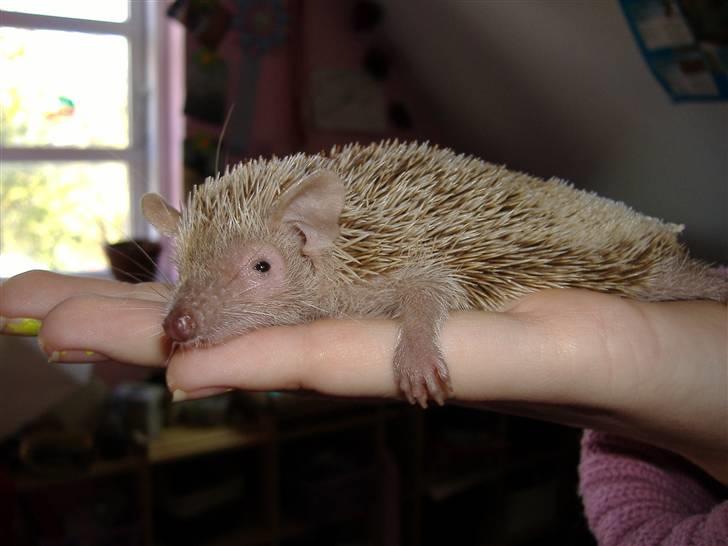 Maine Coon JOEY *død 29-07-2011* - Sonic ligger sig på denne måde, når man tager ham op billede 20