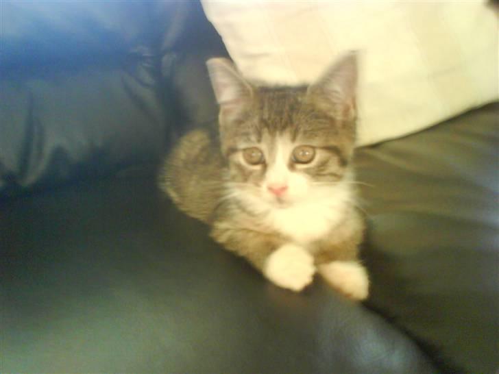 Huskat Whisky billede 9