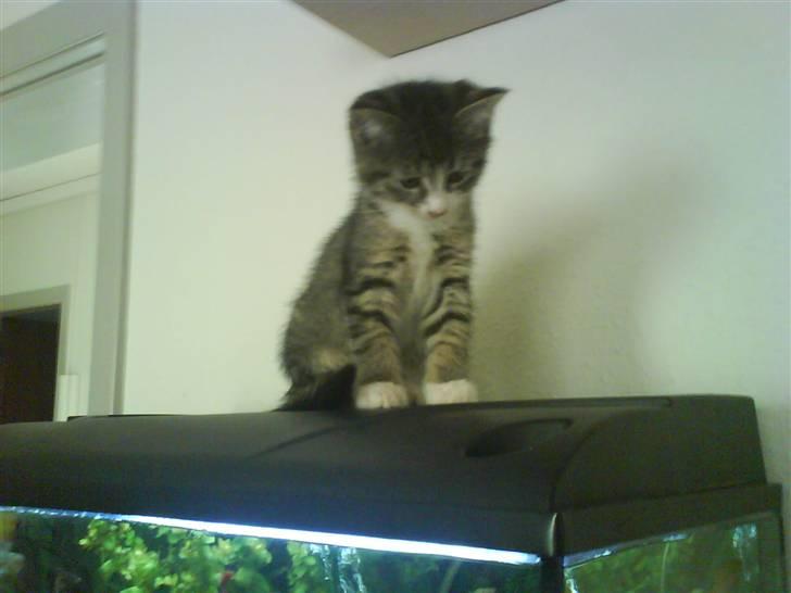 Huskat Whisky billede 10