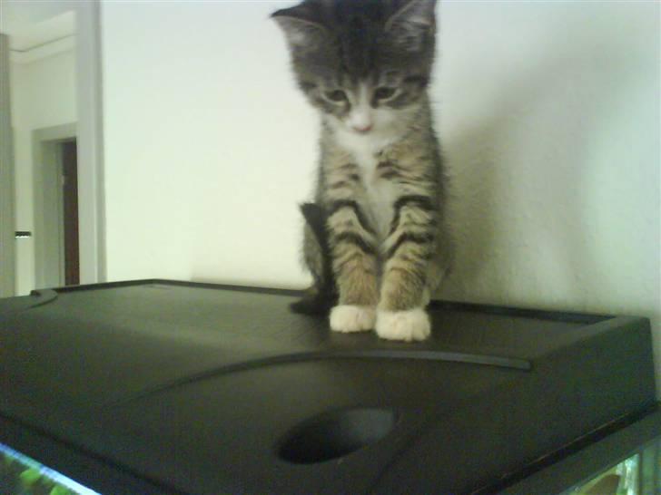 Huskat Whisky billede 11