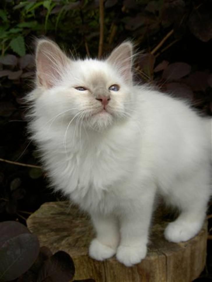 Hellig Birma Con Meo's Leeyla - Er jeg ikke bare smuk ;) billede 1