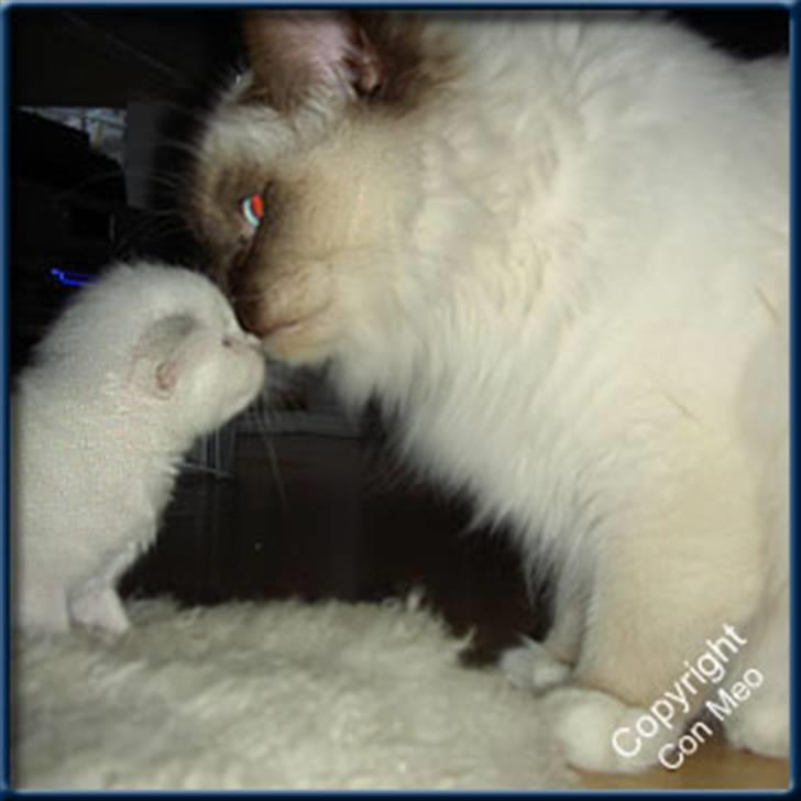 Hellig Birma Con Meo's Leeyla - Her er jeg kun 3 uger.. Får lige et mys af farmand Wanted billede 2