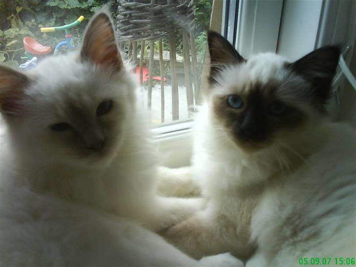 Hellig Birma Con Meo's Leeyla - Mig og søster sammen i vindueskammen :) billede 3